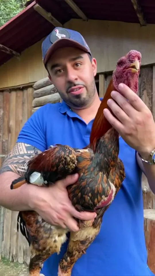 Galo de linhagem no criatório