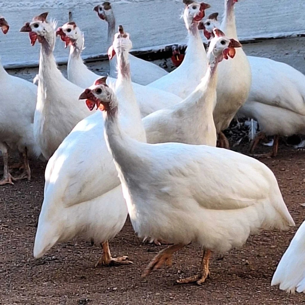 Ovos férteis Angola (Galinha d'Angola)