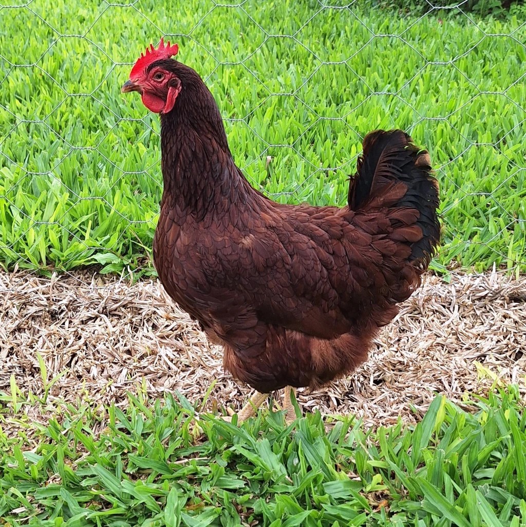 Ovos férteis Rhode Island Red