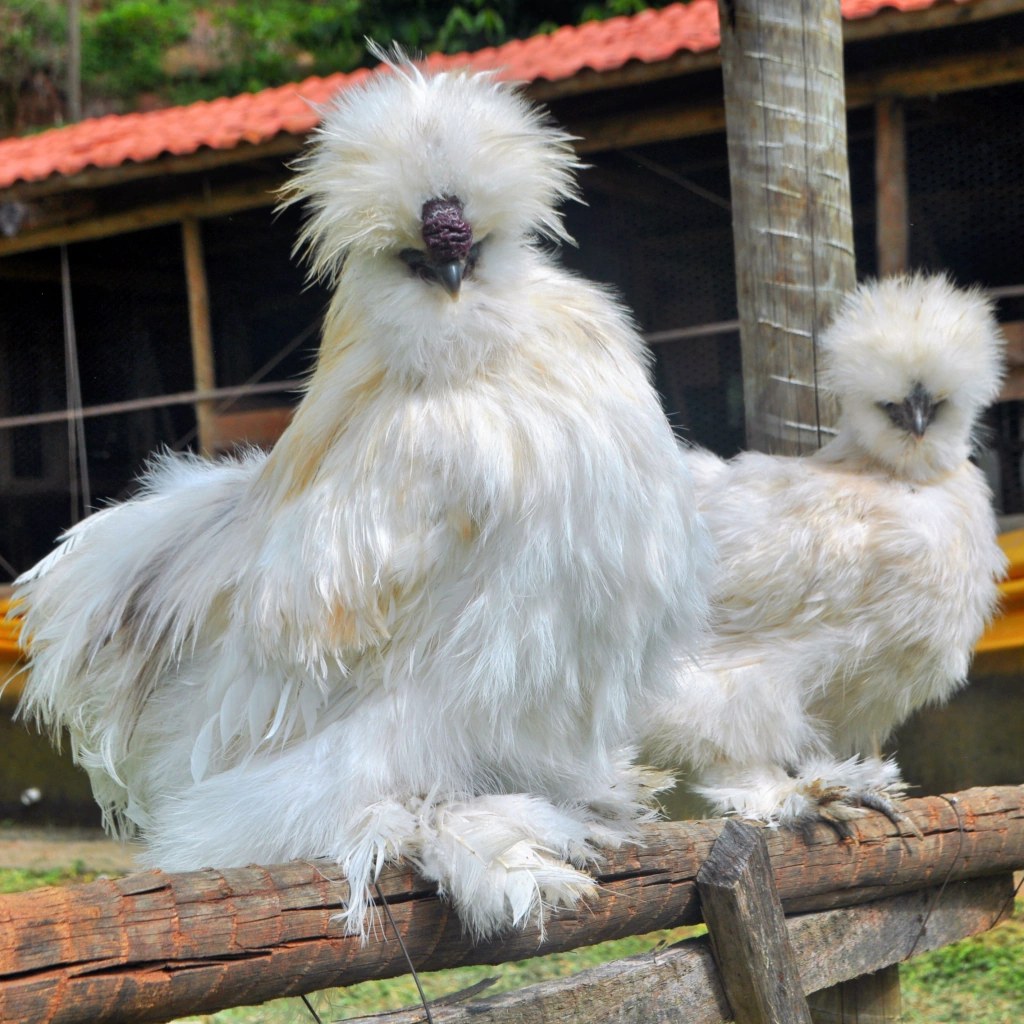 Ovos férteis Sedosa do Japão