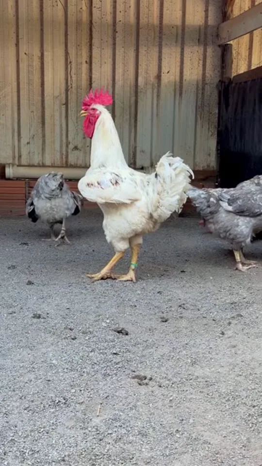 Aves criadas no criatório