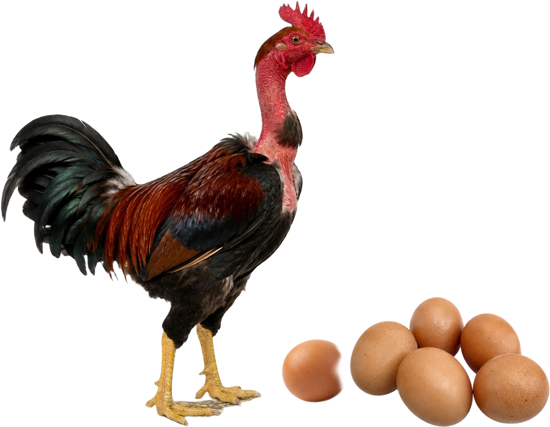 Galo Pescoço Pelado e ovos férteis — imagem ilustrativa